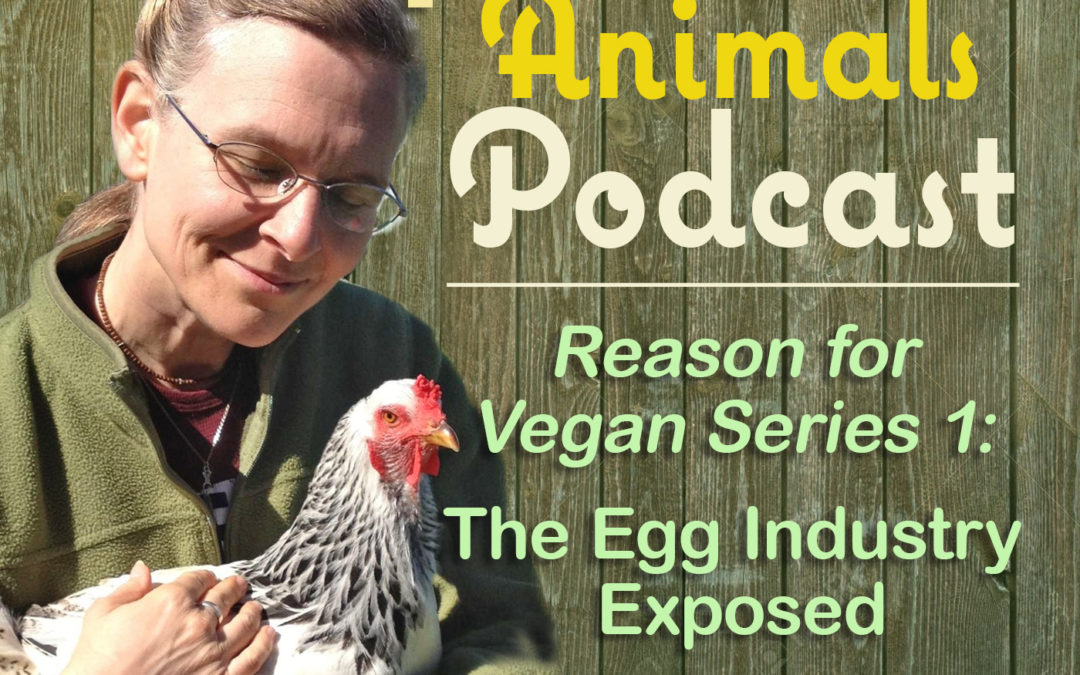 Reason for Vegan Series 1: The Egg Industry Exposed