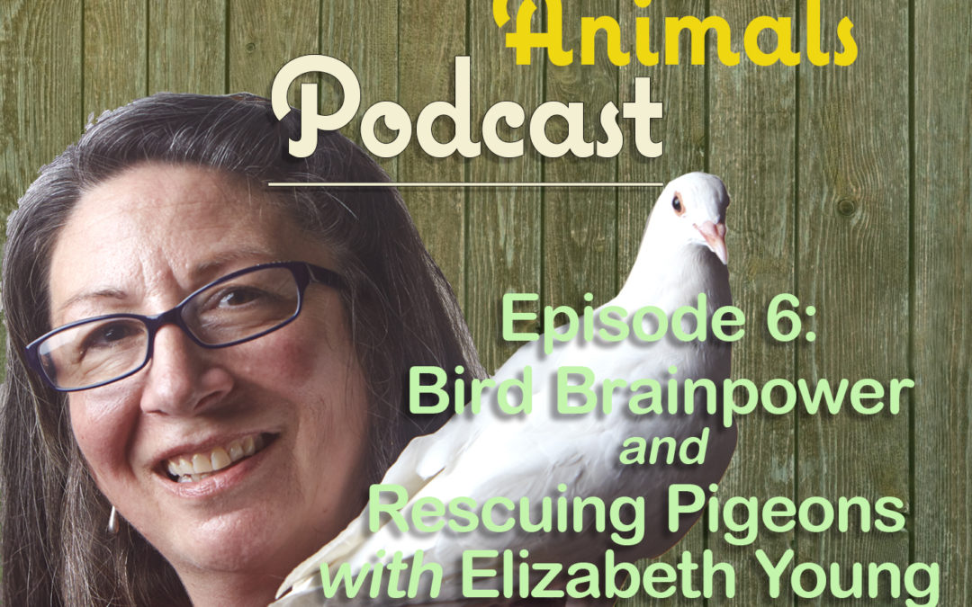Episode 6: Bird Brainpower and Rescuing Pigeons with Elizabeth Young