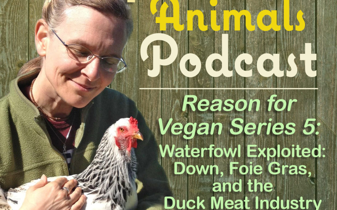 Reason for Vegan Series 5: Waterfowl Exploited: Down, Foie Gras, and the Duck Meat Industry