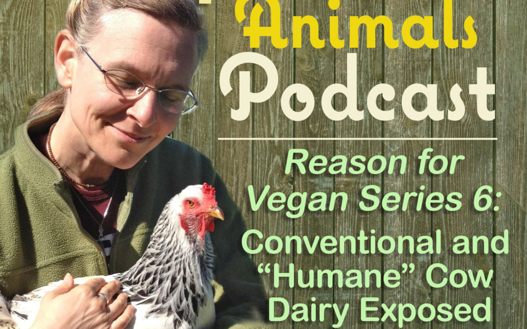 Reason for Vegan Series 6: Conventional and “Humane” Cow Dairy Exposed