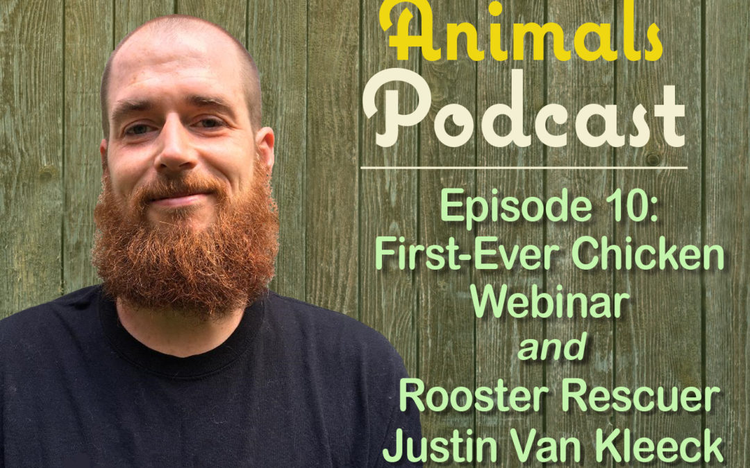 Episode 10: First-Ever Chicken Webinar and Rooster Rescuer Justin Van Kleeck