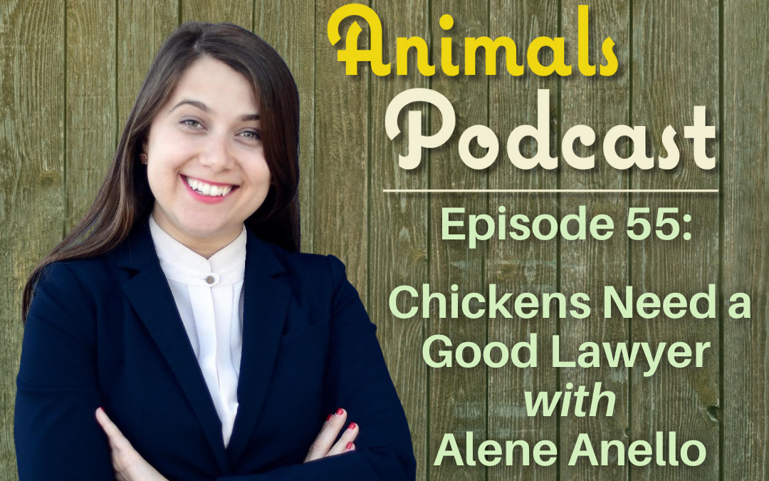 Episode 55: Chickens Need a Good Lawyer with Alene Anello