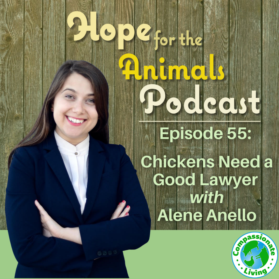Episode 55: Chickens Need a Good Lawyer with Alene Anello