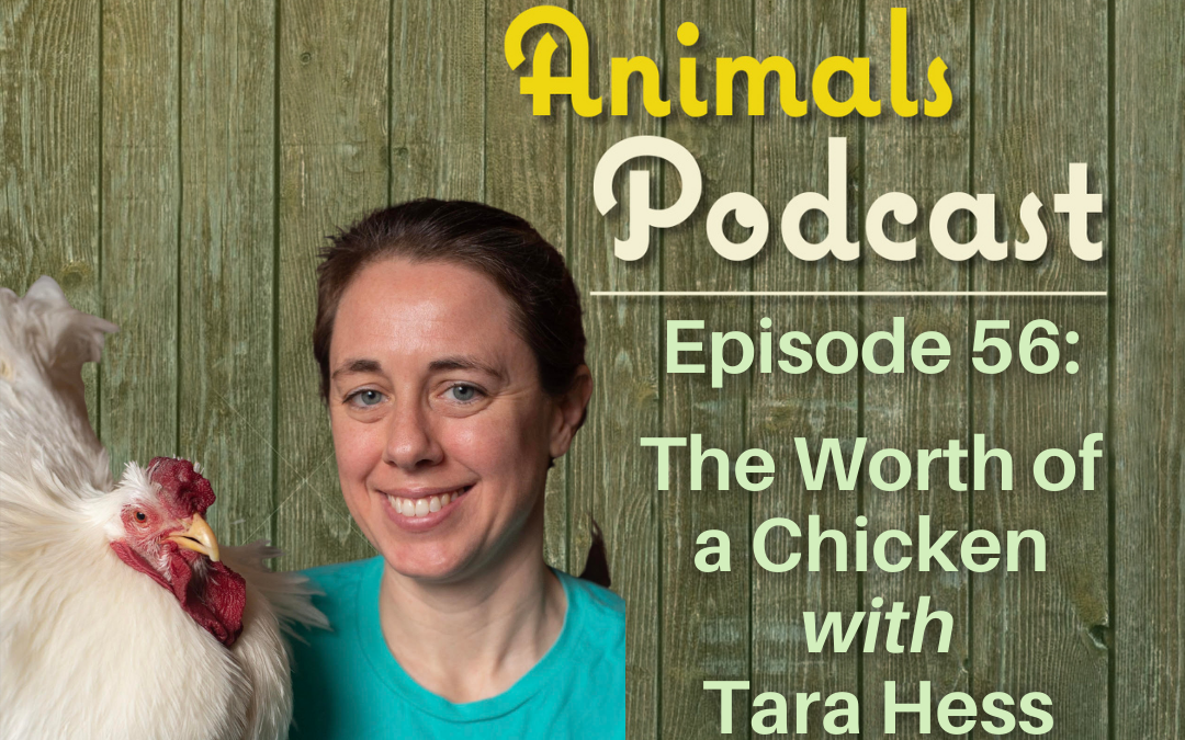 Episode 56: The Worth of a Chicken with Tara Hess