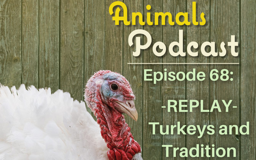 Episode 68: REPLAY- Turkeys and Tradition