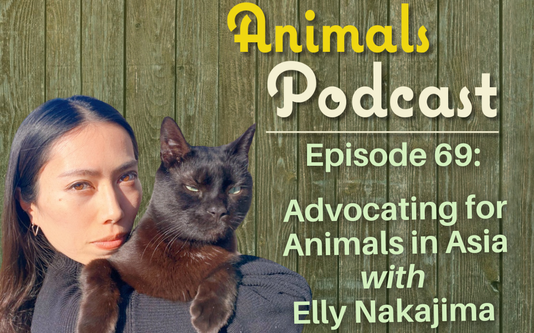 Episode 69: Advocating for Animals In Asia with Elly Nakajima