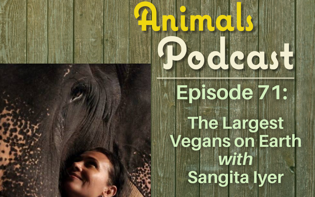 Episode 71: The Largest Vegans On Earth with Sangita Iyer