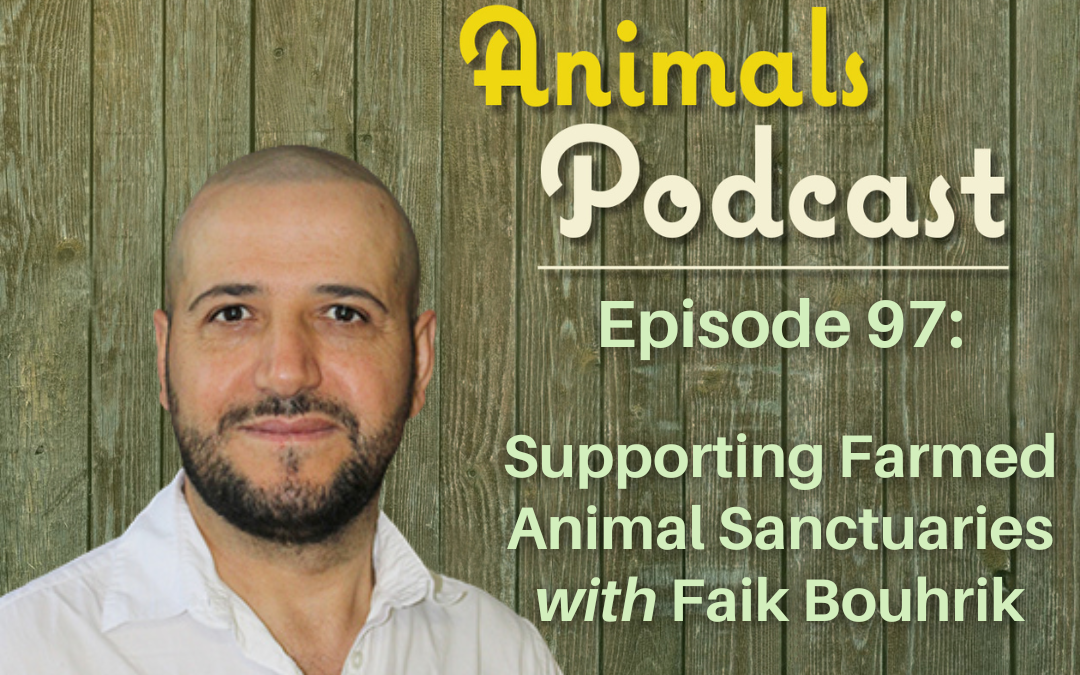 Episode 97: Supporting Farmed Animal Sanctuaries with Faik Bouhrik