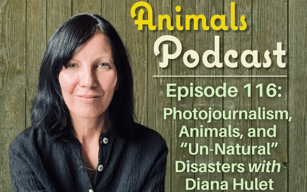 Episode 116:  Photojournalism, Animals, and “Un-Natural” Disasters with Diana Hulet